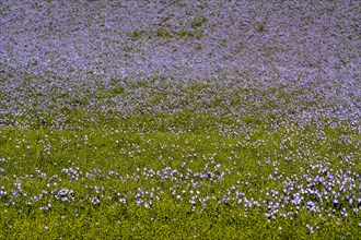 Flax (Linum usitatissimum) field in flower