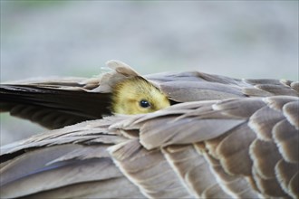 Canada goose (Branta canadensis) chick under the feathers of its mother