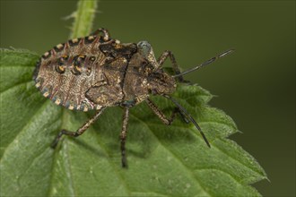 Forest bug (Pentatoma rufipes) larva on a stinging nettle leaf