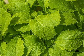 Young plants of Black Mustard (Brassica nigra)