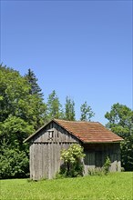 Wooden shed with flowering black elder (Sambucus nigra) Sambucus nigra