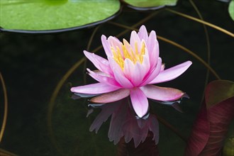 Pink water lily (Nymphaea Pink)