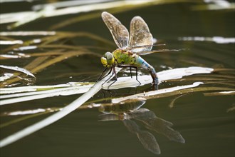 Southern Hawker (Aeshna cyanea)