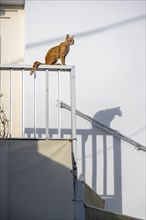 Tabby cat sitting on railing