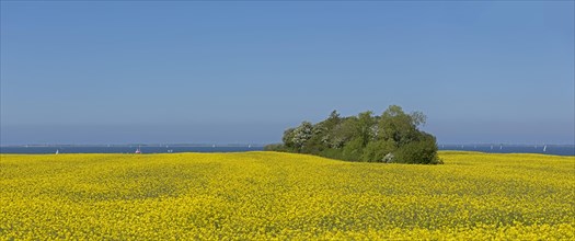 Rape field near Luetjenbrode