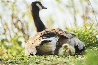 Canada goose (Branta canadensis) mother with her chick on a meadow