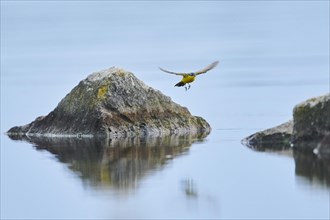 Western yellow wagtail (Motacilla flava) flying from a rock at danubia river in sunset