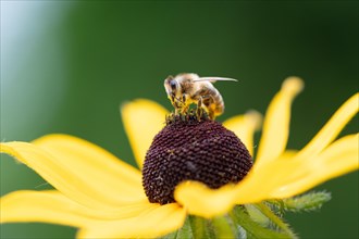 Honey bee (Apis mellifera) on yellow (Echinacea paradoxa) coneflower