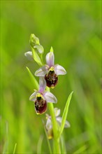 Late spider-orchid (Ophrys holoserica) wild orchid