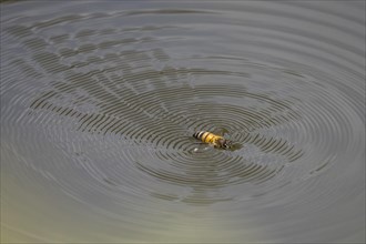 Wild bee (Apoidea) on water surface