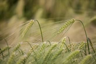 Ear of Barley (Hordeum vulgare) with dewdrops