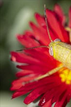 Egyptian locust (Anacridium aegyptium) on a flower