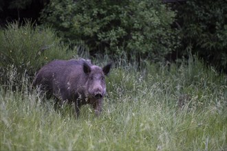 Boar in a clearing in summer
