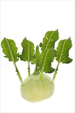 Kohlrabi Vegetable Cabbage (Brassica oleracea) on white background