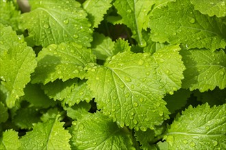 Young plants of Black Mustard (Brassica nigra)