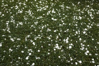 Golfball-sized hailstones in meadow