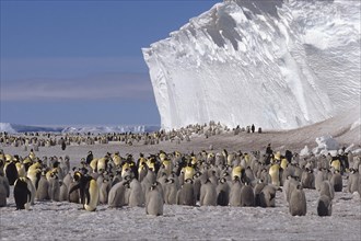Emperor penguin (Aptenodytes forsteri) colony in front of iceberg