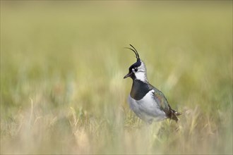 Northern lapwing (Vanellus vanellus) in a meadow in a species-typical biotope