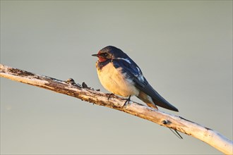 Barn swallow (Hirundo rustica) sitting on a branch at sunset