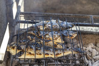Delicious sea bass barbecued on the charcoal in Portugal
