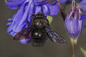 Violet carpenter bee (Xylocopa violacea) on columbine flower