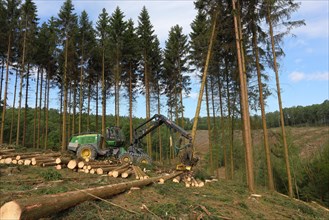 Harvester harvesting spruce infested with Grained spruce bark beetle (Cryphalus abietis)