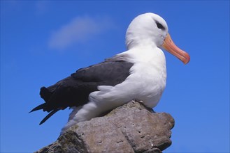 Black-browed Albatross (Diomedea melanophris) sitting on a rock