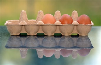 Three brown eggs in an egg carton with reflection