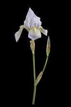 Violet root (Iris germanica 'Florentina')