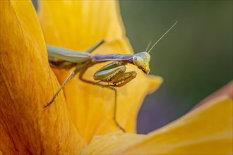 European mantis (mantis religiosa) on a flower