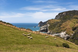 Flock of sheep at Cape Farewell
