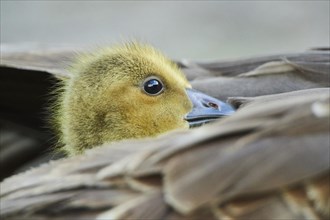 Canada goose (Branta canadensis) chick under the feathers of its mother