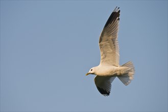 Common gull (Larus canus)