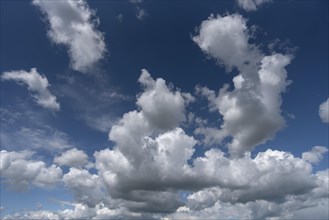 Cumulus clouds (Cumulus)