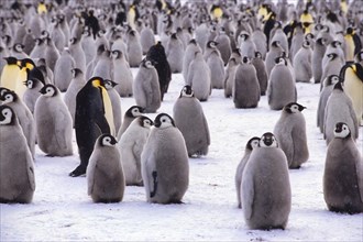 Emperor penguin (Aptenodytes forsteri) colony near the British Haley Antarctic station