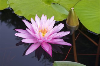 Pink water lily (Nymphaea Pink)