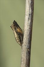 Hatching girdle pupa of a swallowtail butterfly (Papilio machaon)