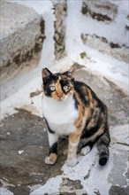 Black and yellow tabby cat in an alley