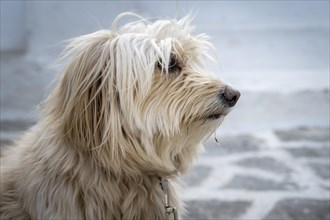 Shaggy dog with fur in front of face