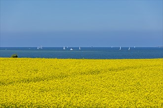 Rape field near Luetjenbrode