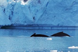 Two humpback whales