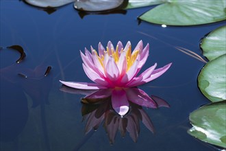 Pink water lily (Nymphaea Pink)