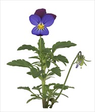 Horned pansy (Viola cornuta)