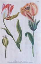 Tulips (Tulipa) by Johann Wilhelm Weinmann
