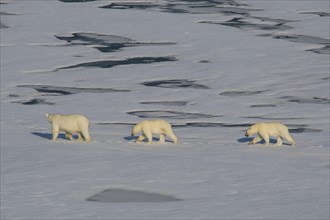 Mother Polar bear (Ursus maritimus) with their cubs in the high arctic near the North Pole