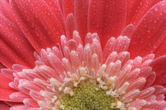 Macro of a pink gerber daisy with water drops