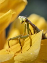 European mantis (mantis religiosa) on a flower