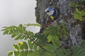 Blue tit (Parus caeruleus) emerges from natural nest cavity
