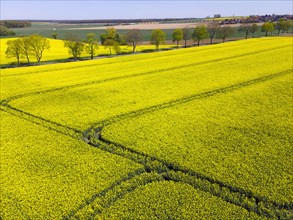 Drone image of a rapeseed field