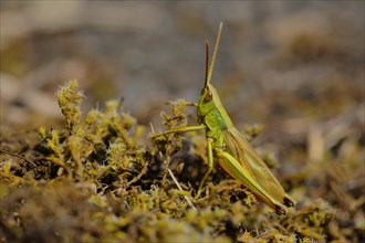 Common Meadow grasshopper (Chorthippus parallelus) on moss